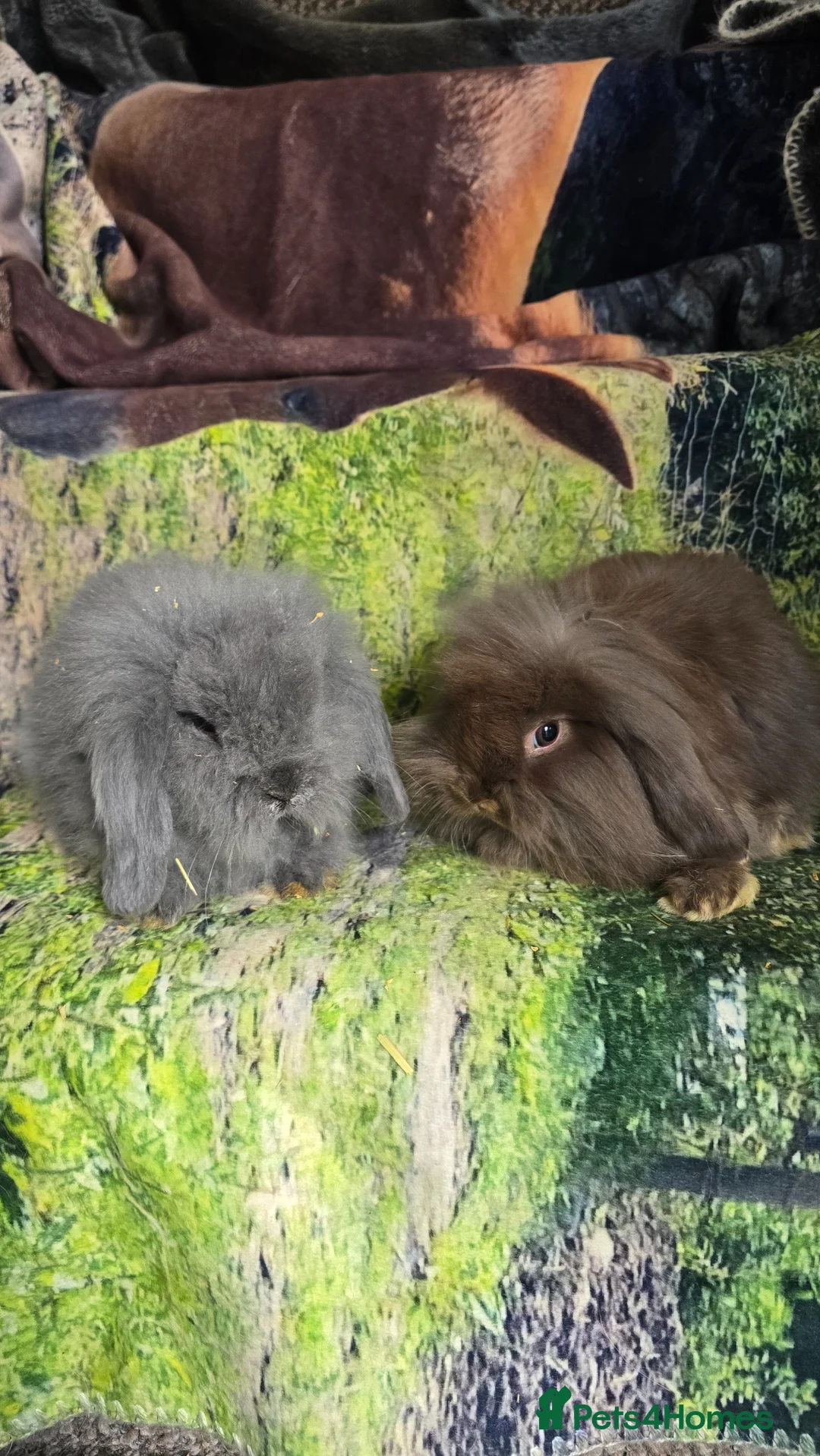 Mini Lop rabbits for sale: Mini Lop Baby Rabbits - Advert 3