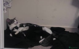 Mixed Breed cats for sale: 5 Gorgeous Happy Babies (Ready to Go) - Image 14