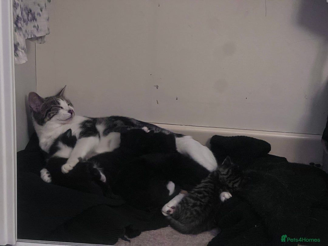 Mixed Breed cats for sale: 5 Gorgeous Happy Babies (Ready to Go) - Image 14
