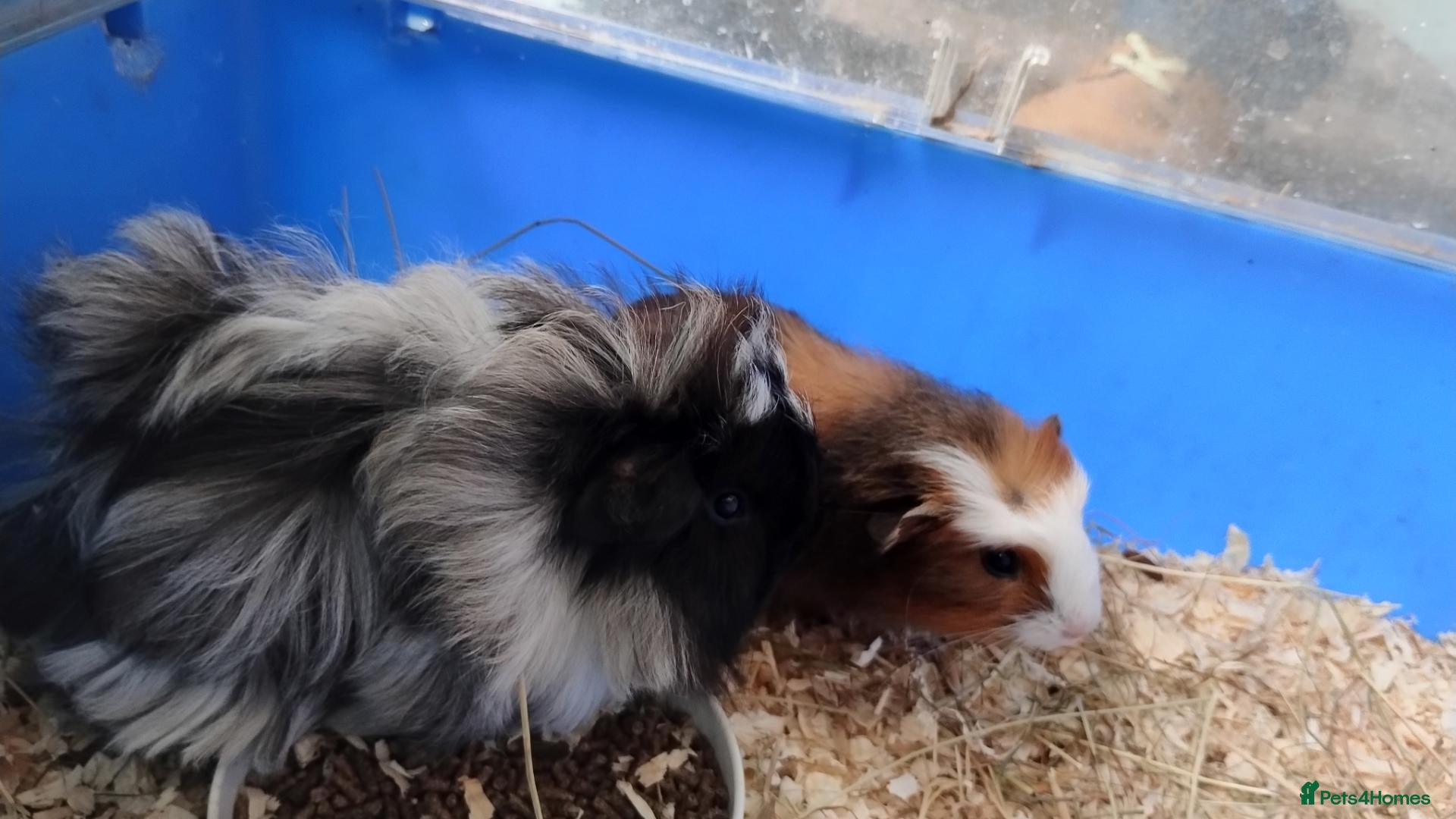Guinea Pig rodents Funky baby boy guinea pigs ready now  - Advert 18