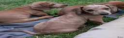 Dachshund dogs for sale: Gorgeous sausage dog puppies  - Advert 35
