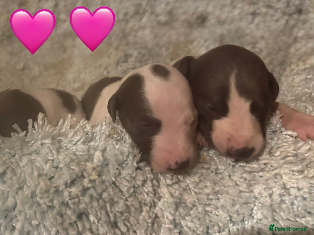 Whippet dogs for sale: 🐾 Exceptional small sized KC Reg Whippet Pups🐾 - Advert 14