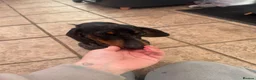 Dachshund dogs for sale: Lovely dappled Dachshund boy in Yeovil - Advert 3