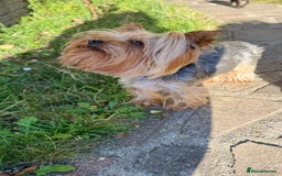 Yorkshire Terrier dogs for stud: Yorkshire terrier for stud  in Hornchurch - Image 2