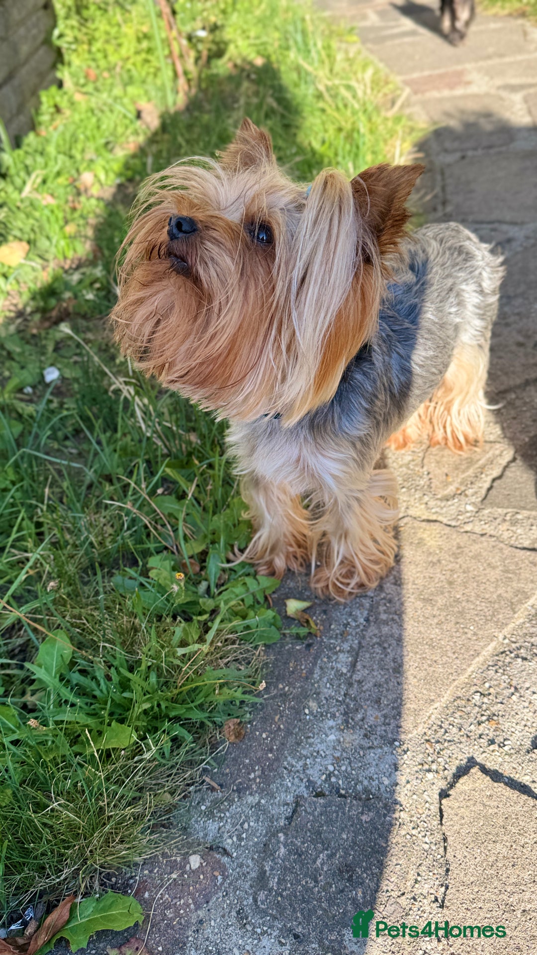Yorkshire Terrier dogs for stud: Yorkshire terrier for stud  in Hornchurch - Image 2