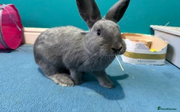 Mixed Breed rabbits for sale: English Angora x Rex Mixed - Advert 4