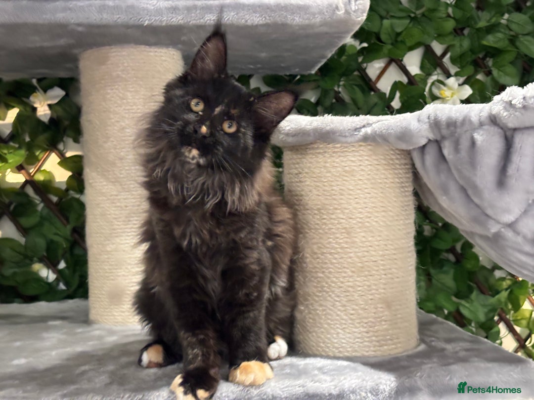 Maine Coon cats for sale: Tica Stunning Kittens  - Image 33