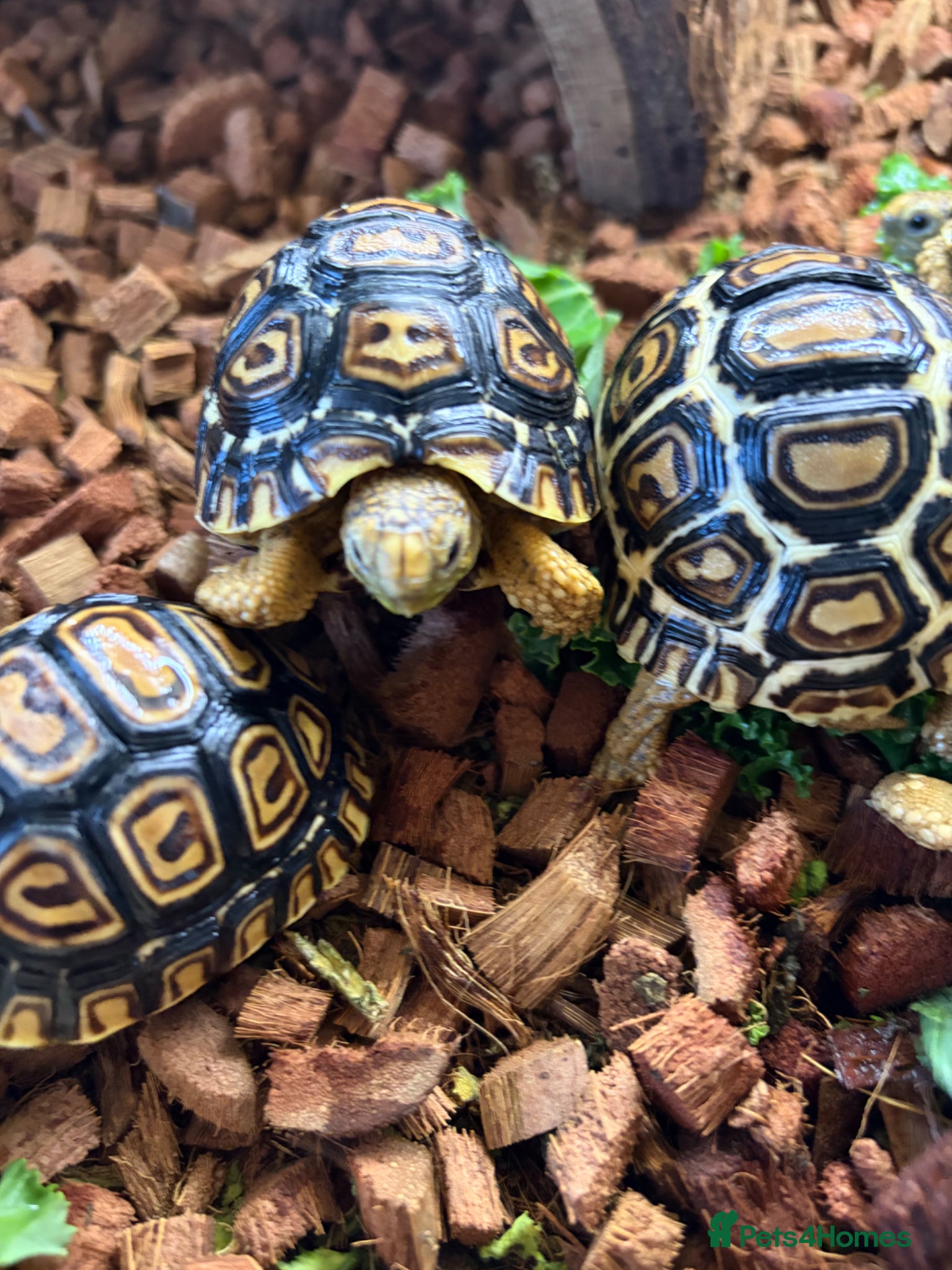 Tortoise reptiles for sale: Leopard Tortoise - Gorgeous Hatchlings  - Advert 8