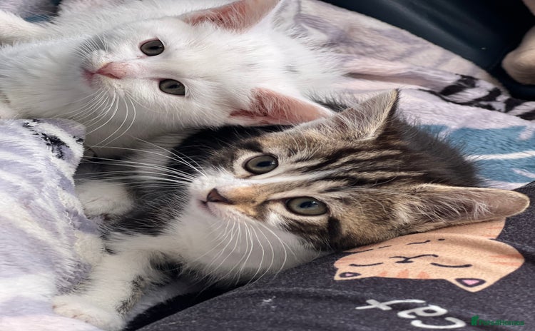 Mixed Breed cats - Advert 15