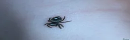Spiders invertebrates for sale: Male Bahama Jumping spider with enclosure set up  - Advert 9