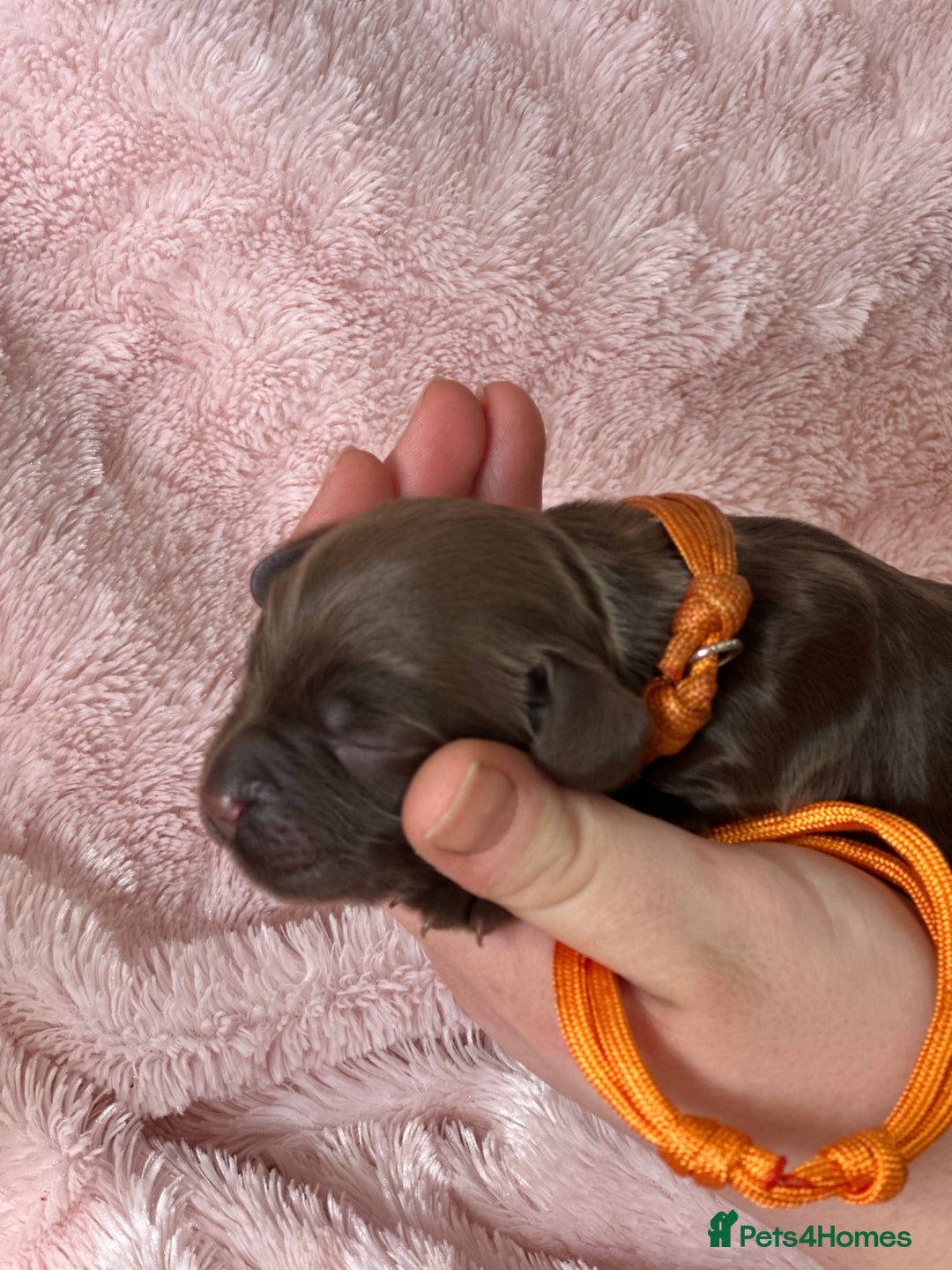 Cocker Spaniel dogs for sale: Cocker Spaniel Pups - Solid & Roan - Farlavale - Advert 21