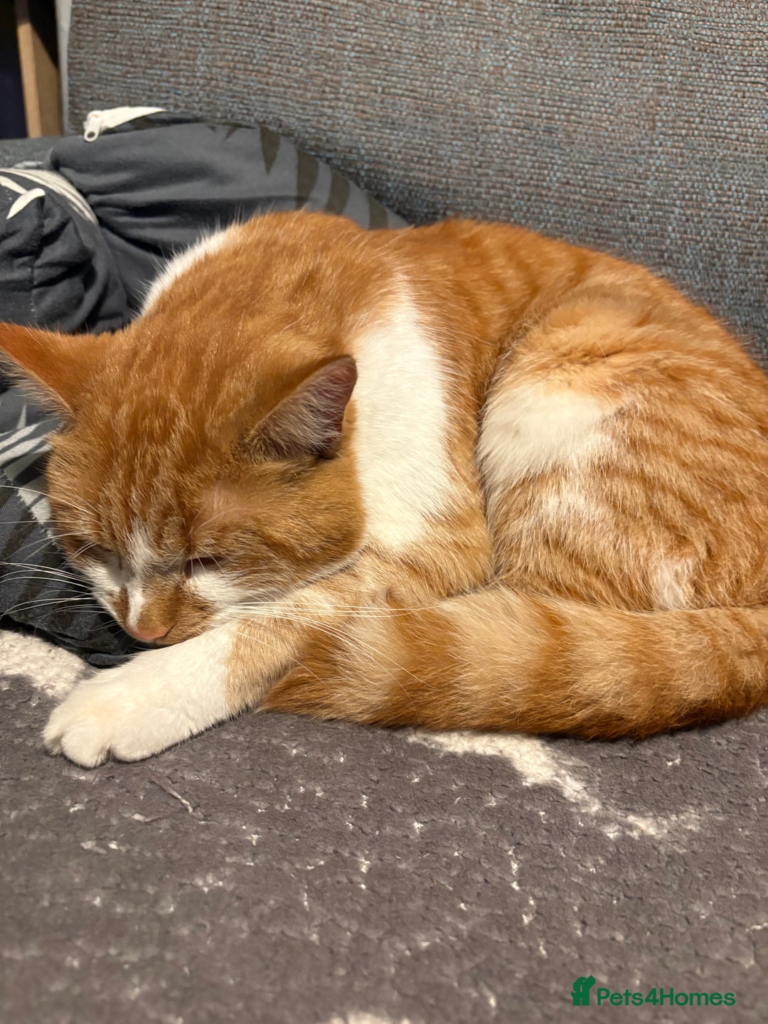 Mixed Breed cats for sale: 2 year old male  - Advert 3