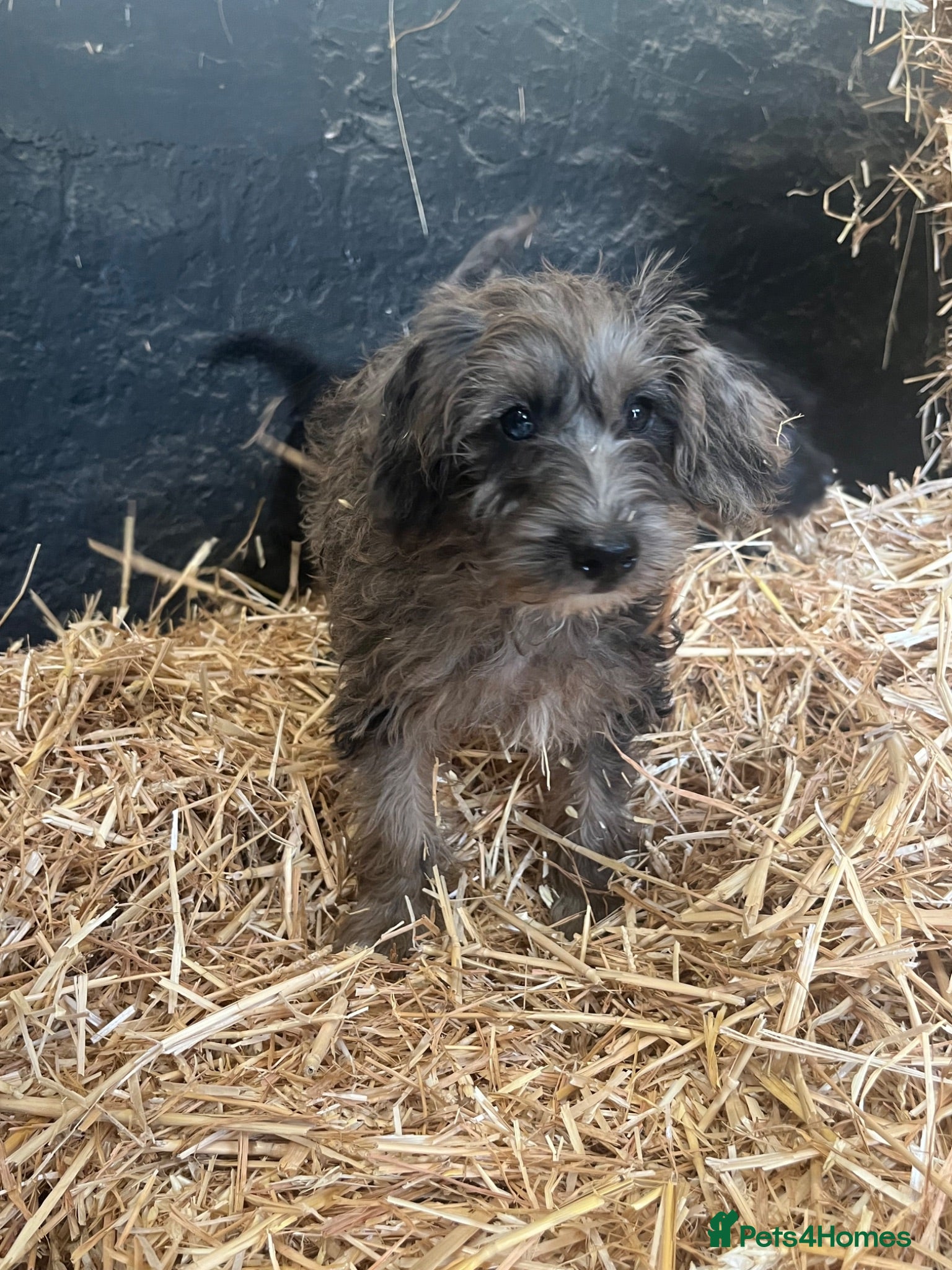 Jackapoo dogs READY NOW - Jackapoo Puppies - Advert 2