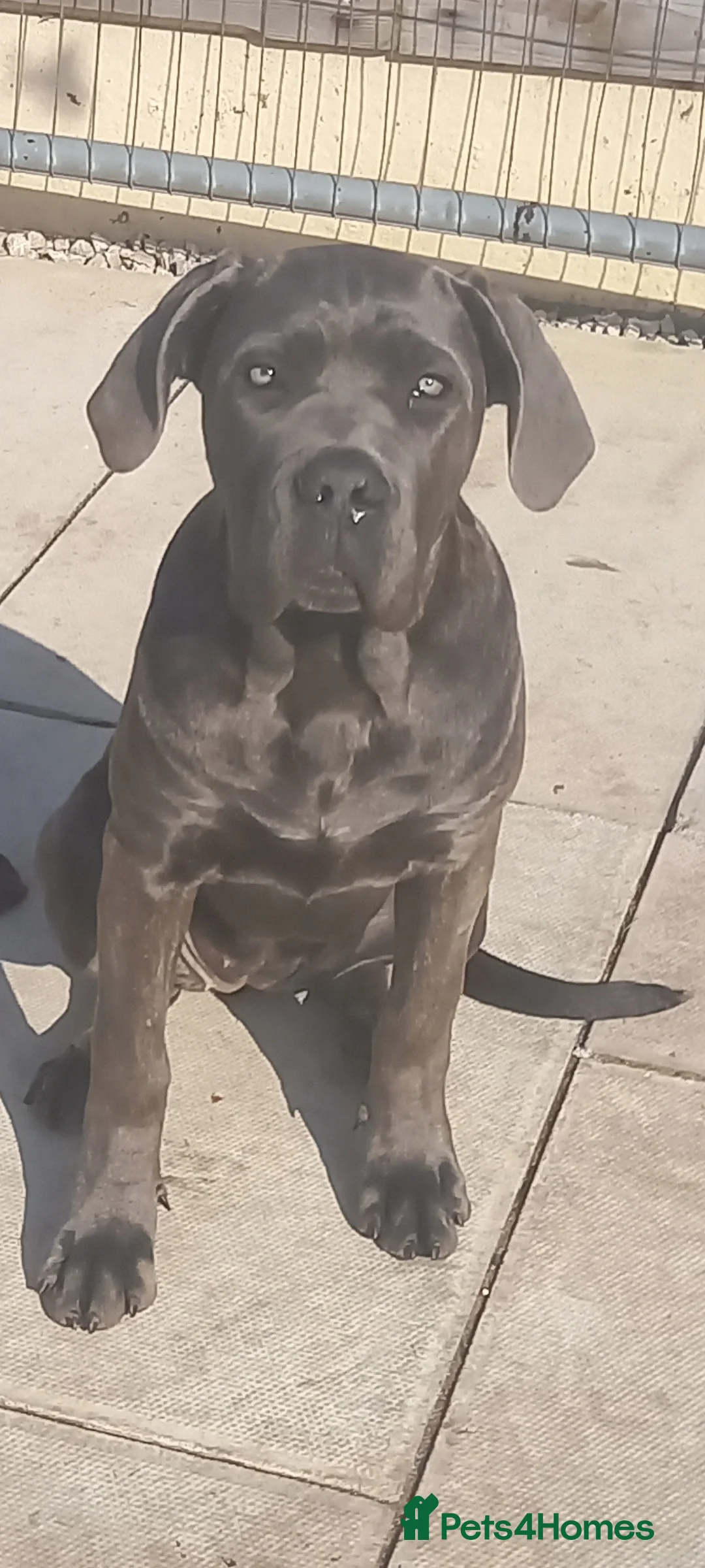 Cane Corso dogs for sale: ANNOUNCEMENT ONLY UK LITTER DEL DYRIUM LINES  🖤  - Advert 2