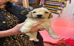 Cockapoo dogs for sale: Stunning Cockerpoo puppies - Image 2