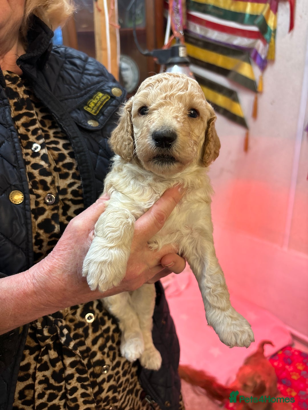 Cockapoo dogs for sale: Stunning Cockerpoo puppies - Image 2