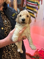 Cockapoo dogs - Advert 2