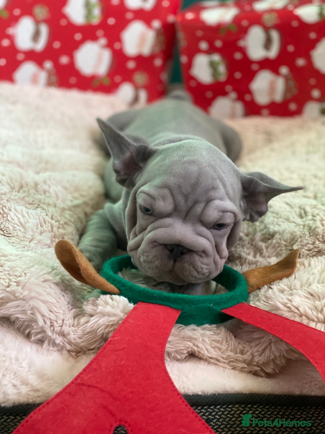 French Bulldog dogs for sale: Male French bulldog puppy  - Advert 8