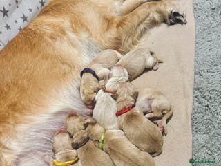 Golden Retriever dogs 🤍🧸 last puppy girl looking for her forever home - Advert 4