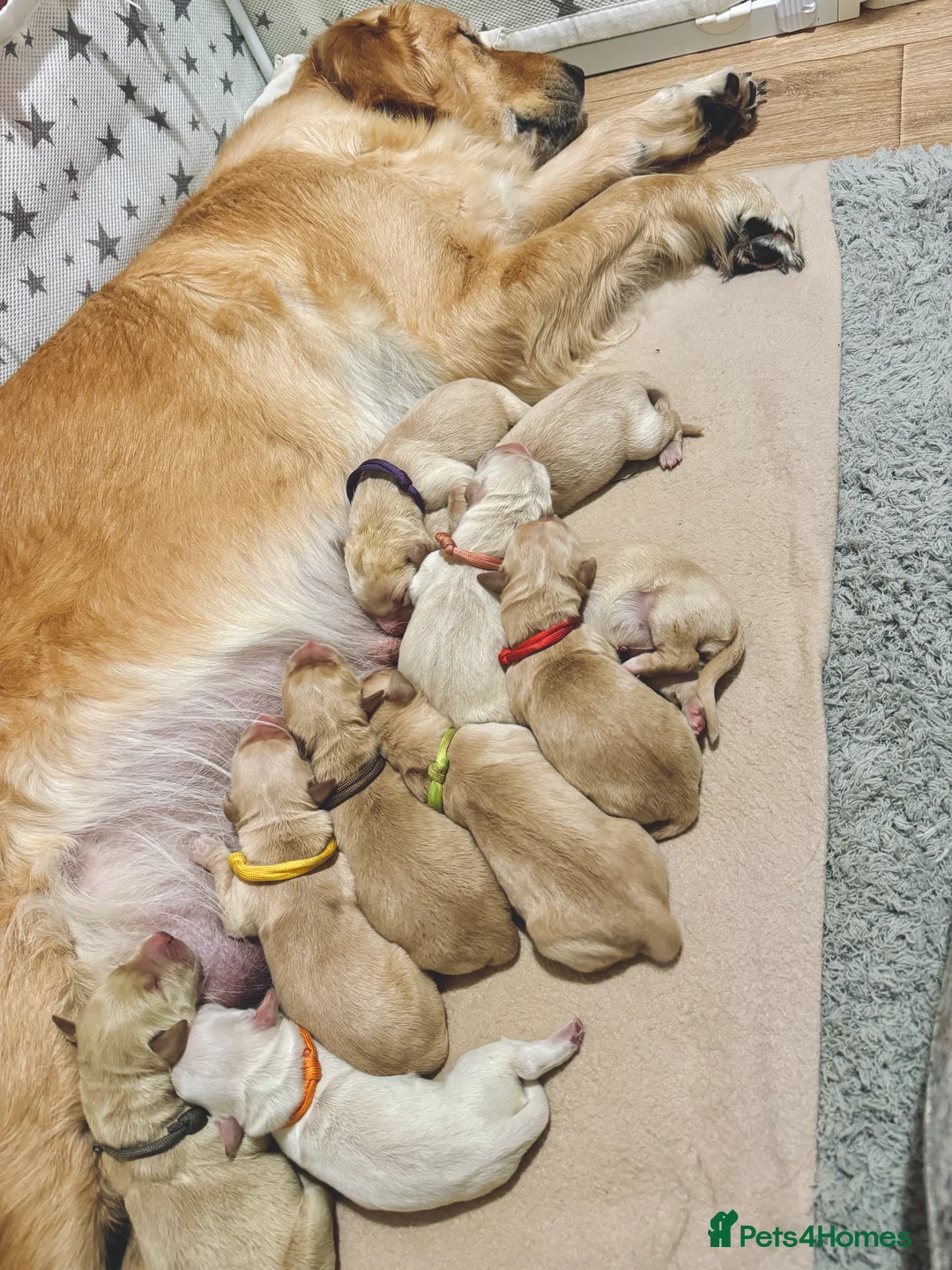 Golden Retriever dogs for sale: 🤍🧸 all puppies now found their forever homes 🏡 - Advert 1