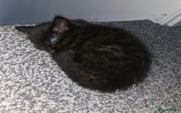 Mixed Breed cats for sale: Sweet cats looking for a good house - Image 3