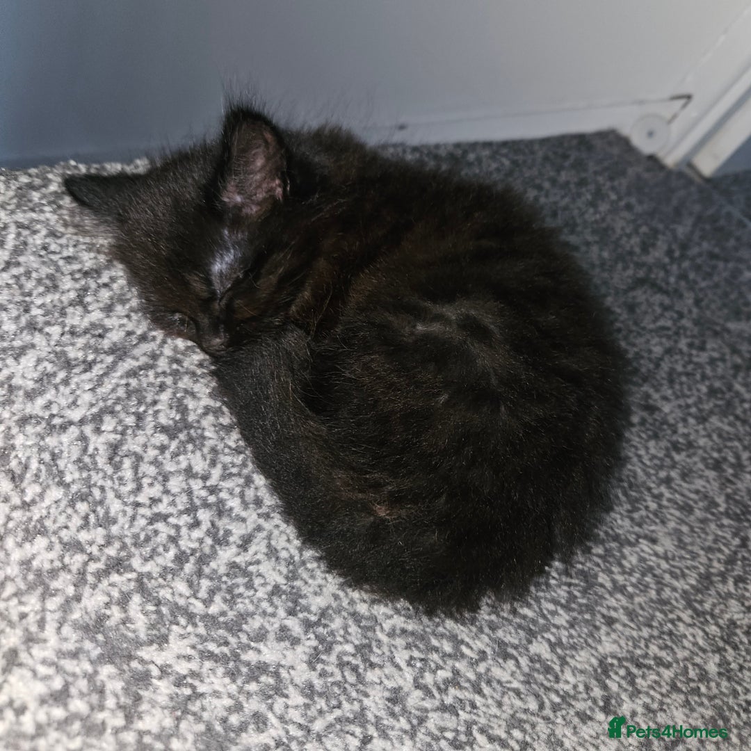 Mixed Breed cats for sale: Sweet cats looking for a good house - Image 3