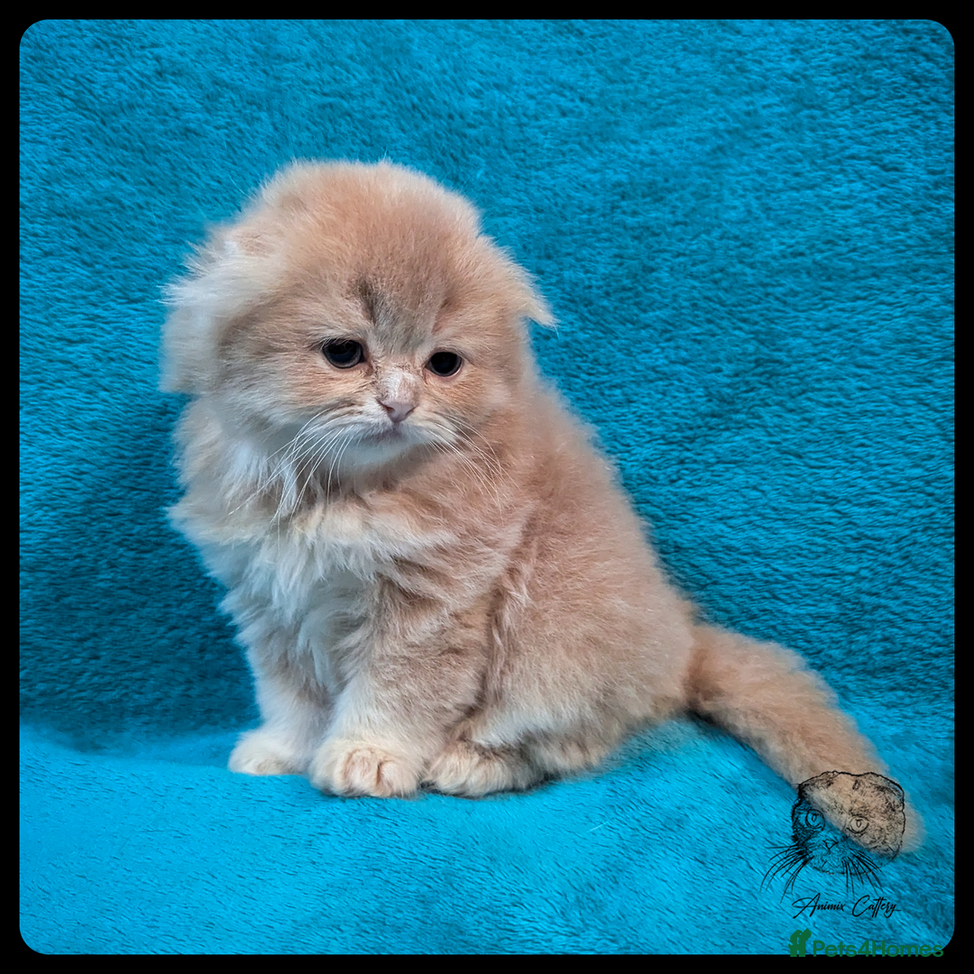 Scottish Fold cats for sale: TICA Registered Scottish kittens - Image 7