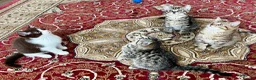 American Shorthair cats for sale: Beautiful Tabby Kittens Ready for Loving Homes - Advert 1