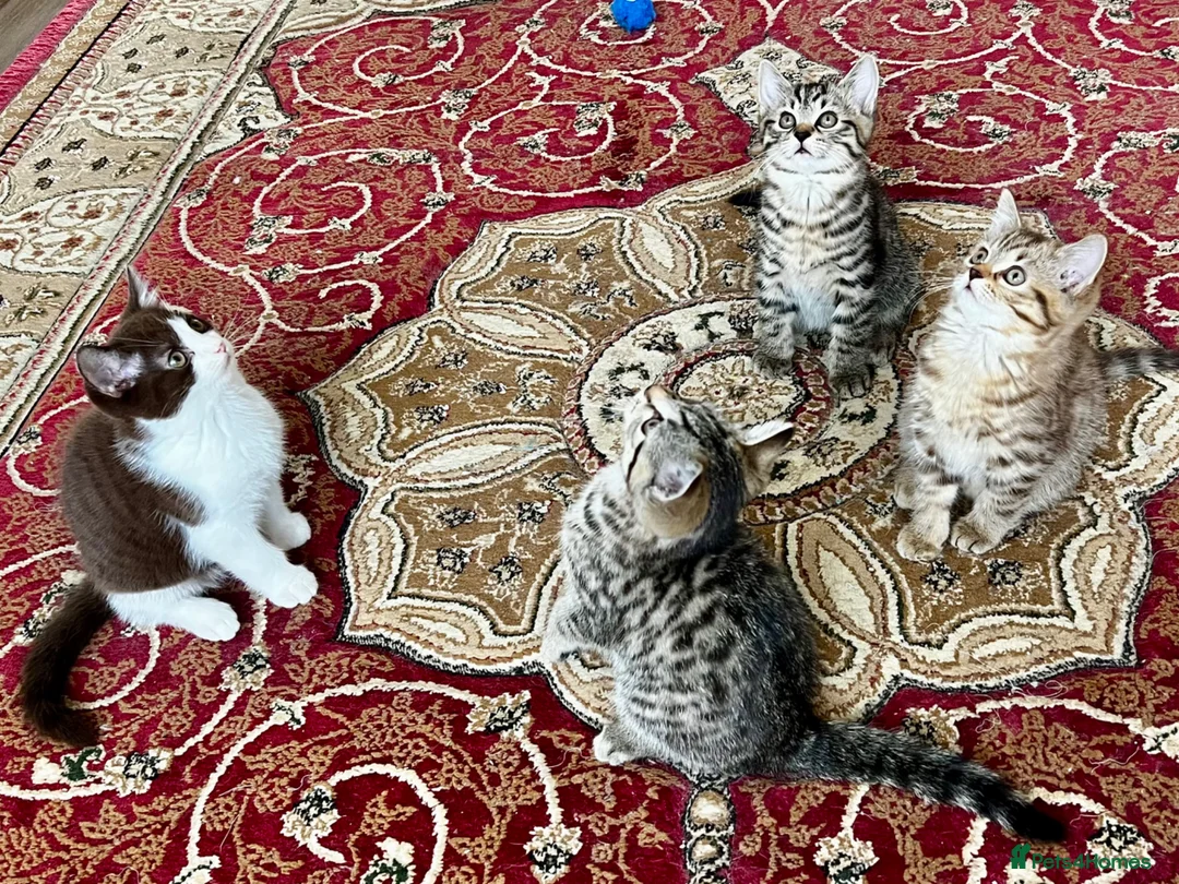 American Shorthair cats for sale: Beautiful Tabby Kittens Ready for Loving Homes - Advert 1
