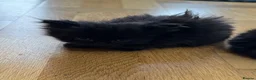Mixed Breed cats for sale: 5 mixed breed kittens  - Advert 6