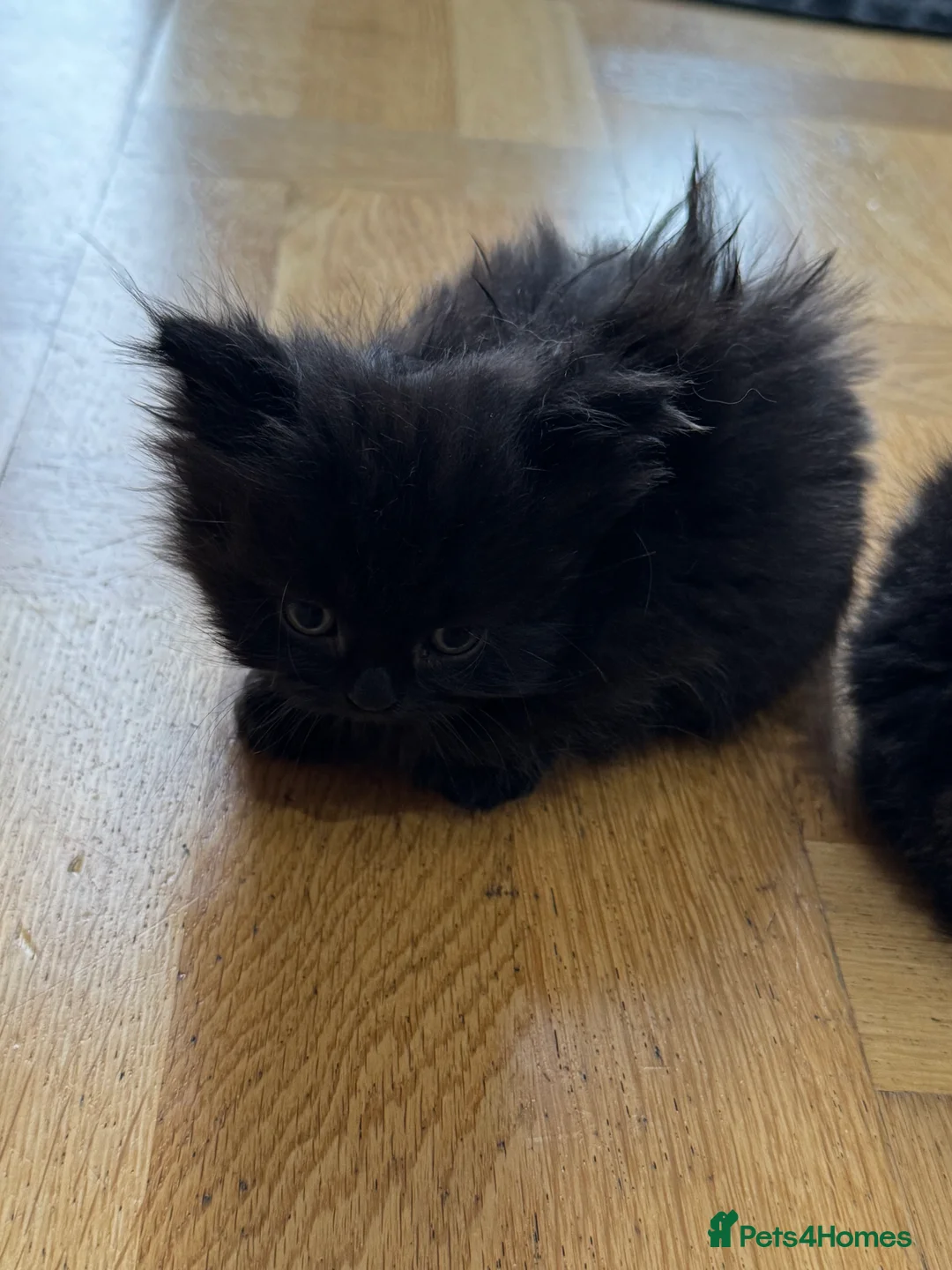 Mixed Breed cats for sale: 5 mixed breed kittens  - Advert 6