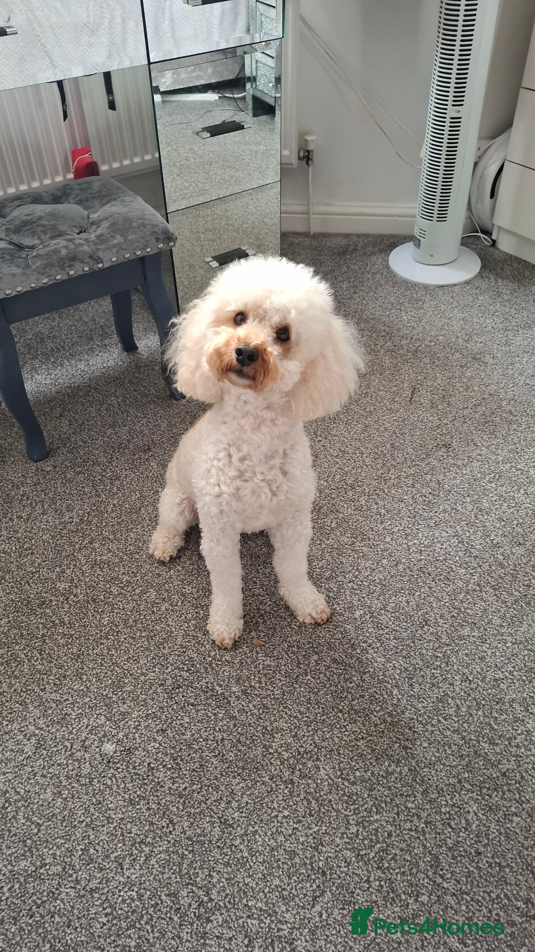 Poodle dogs for stud: Toy Poodle - Image 4