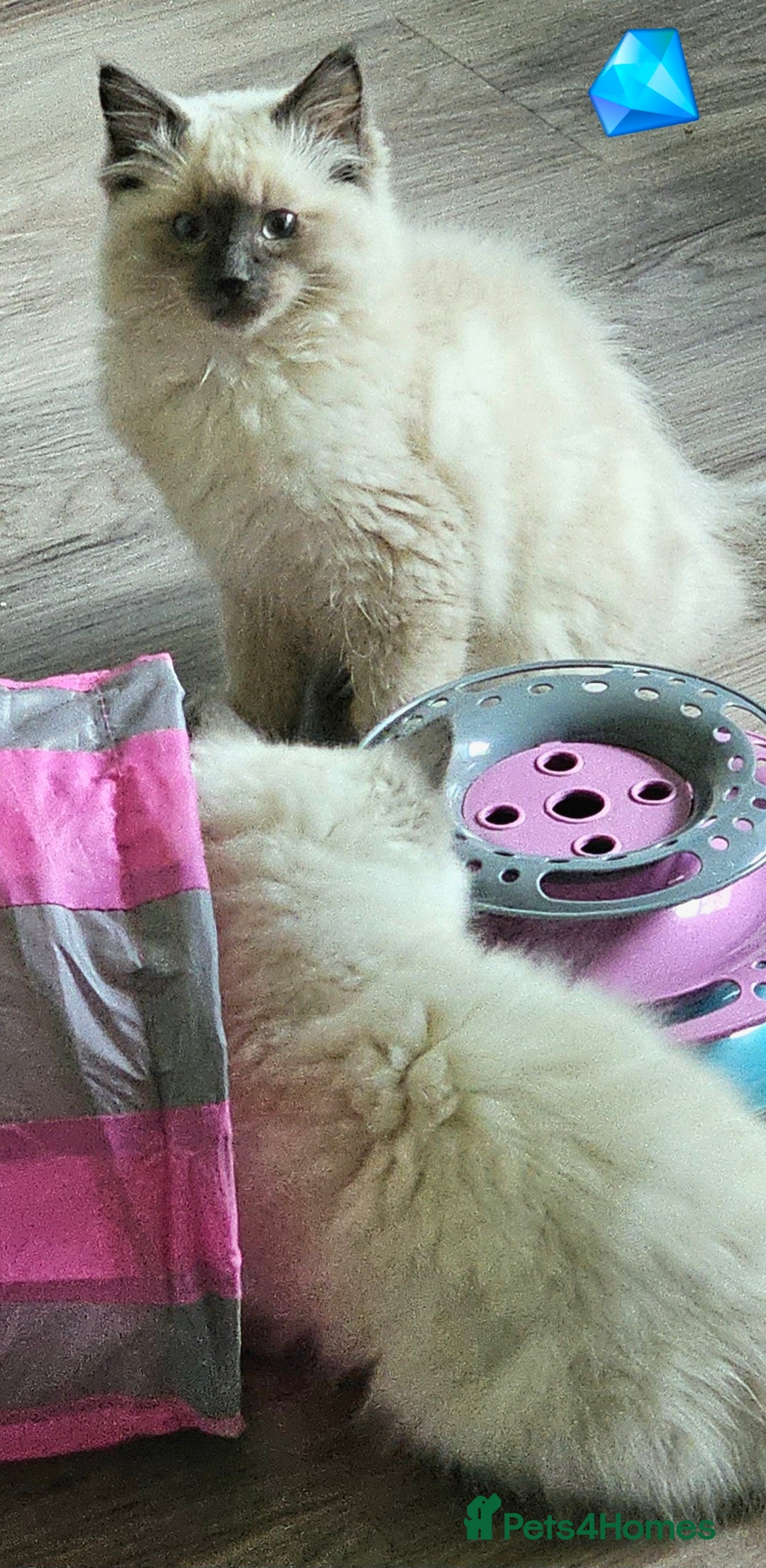 Ragdoll cats for sale: Blue Point Ragdoll Kittens for sale   - Image 13