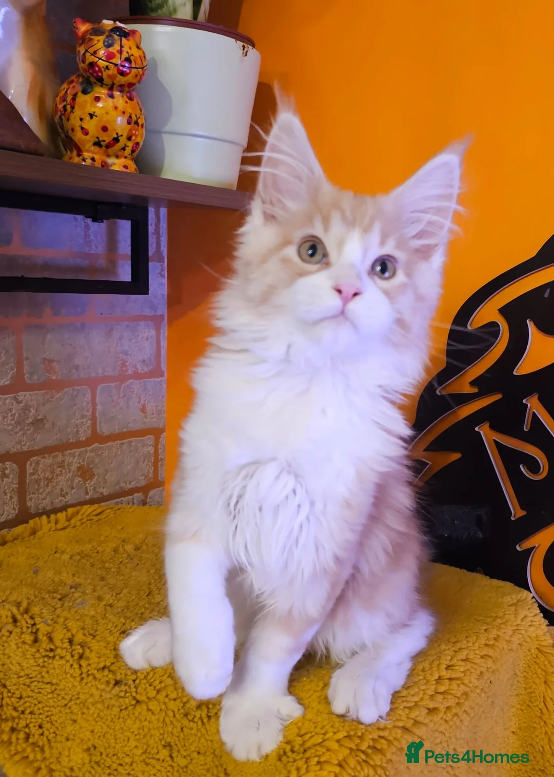 Maine Coon cats for sale: BEAUTIFUL MAINE COON KITTENS FOR SALE - Advert 20