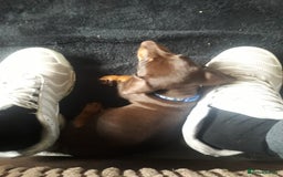 Miniature Dachshund dogs for sale: READY TO GO 1 CHOC BOY LEFT  - Image 8