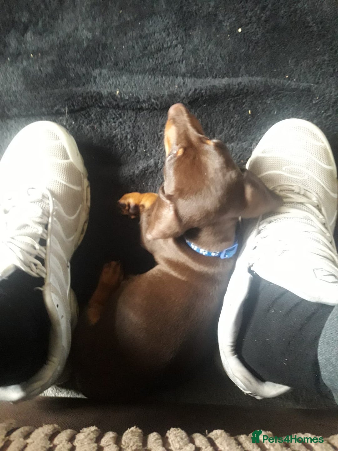 Miniature Dachshund dogs for sale: READY TO GO 1 CHOC BOY LEFT  - Image 8