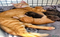 Mixed Breed cats for sale: 4 kittens x British blue short hair  - Image 5