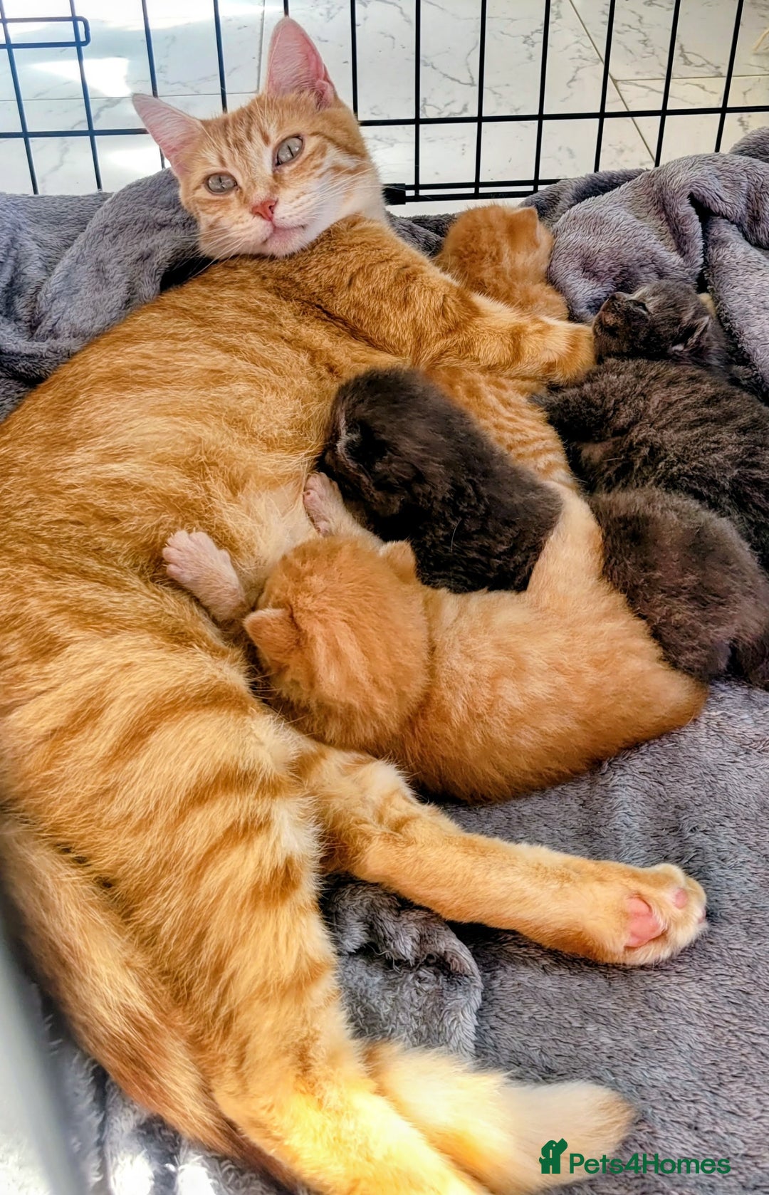 Mixed Breed cats for sale: 4 kittens x British blue short hair  - Image 5