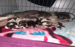 Shih Tzu dogs for sale: Shih Tzu One BOY left   - Image 10