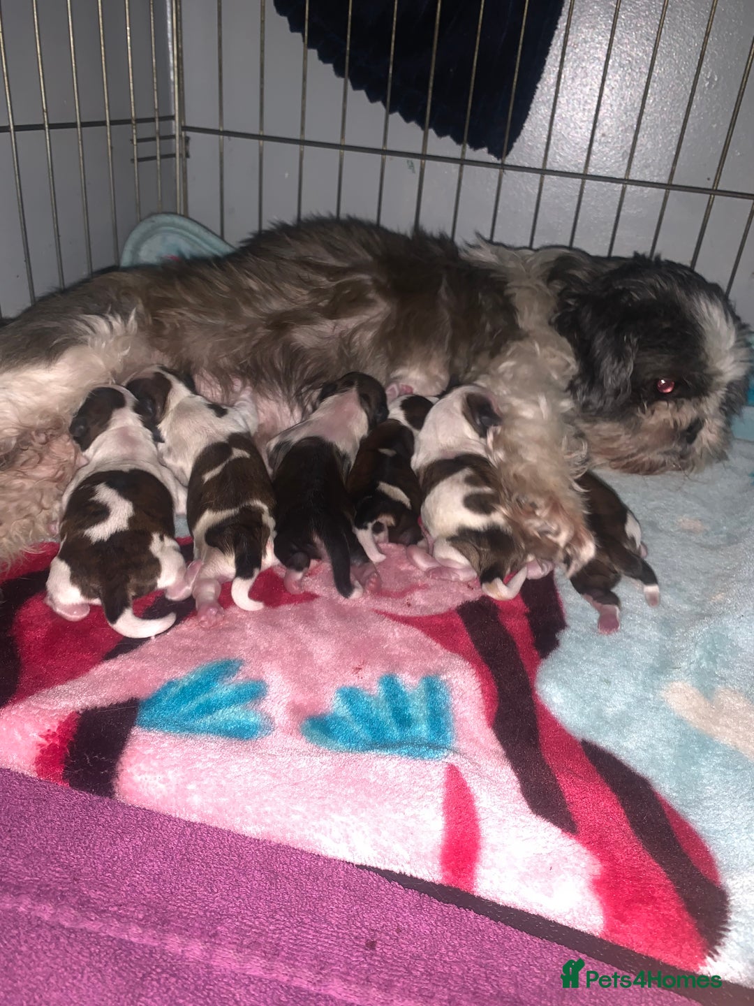 Shih Tzu dogs for sale: Shih Tzu One BOY left   - Image 10