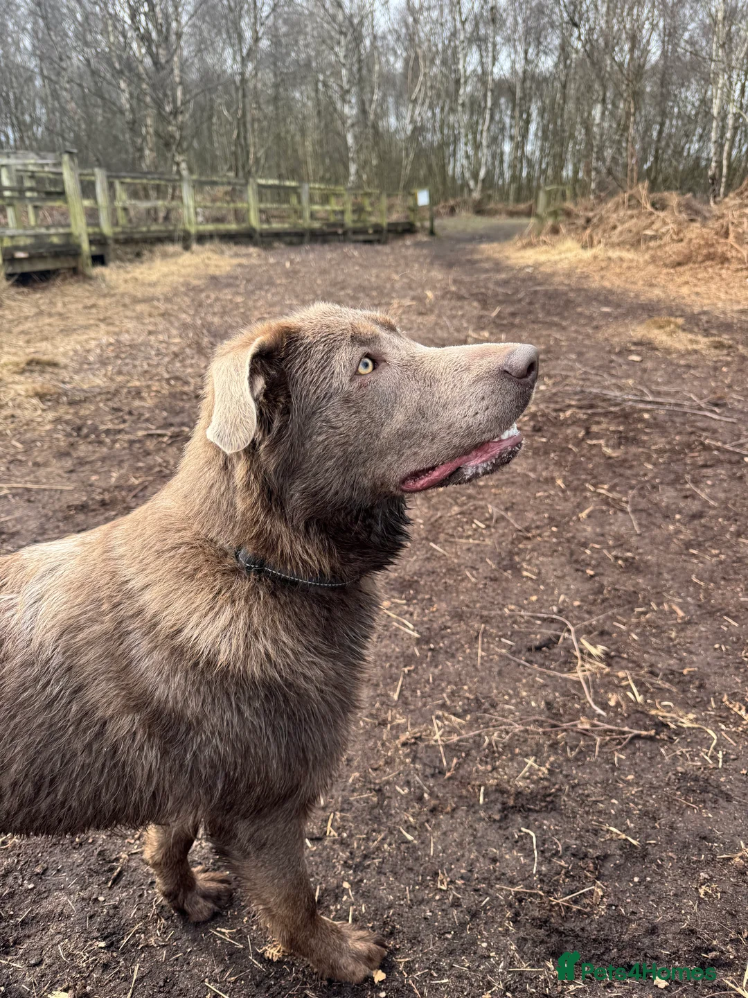 Labrador Retriever dogs for sale: KC Registered Black Chunky Labradors  - Advert 25