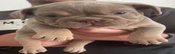 Mixed Breed dogs for sale: Frenglish puppies  - Advert 9