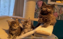 Maine Coon cats for sale: Chunky Russian Mainecoon cubs  - Image 12