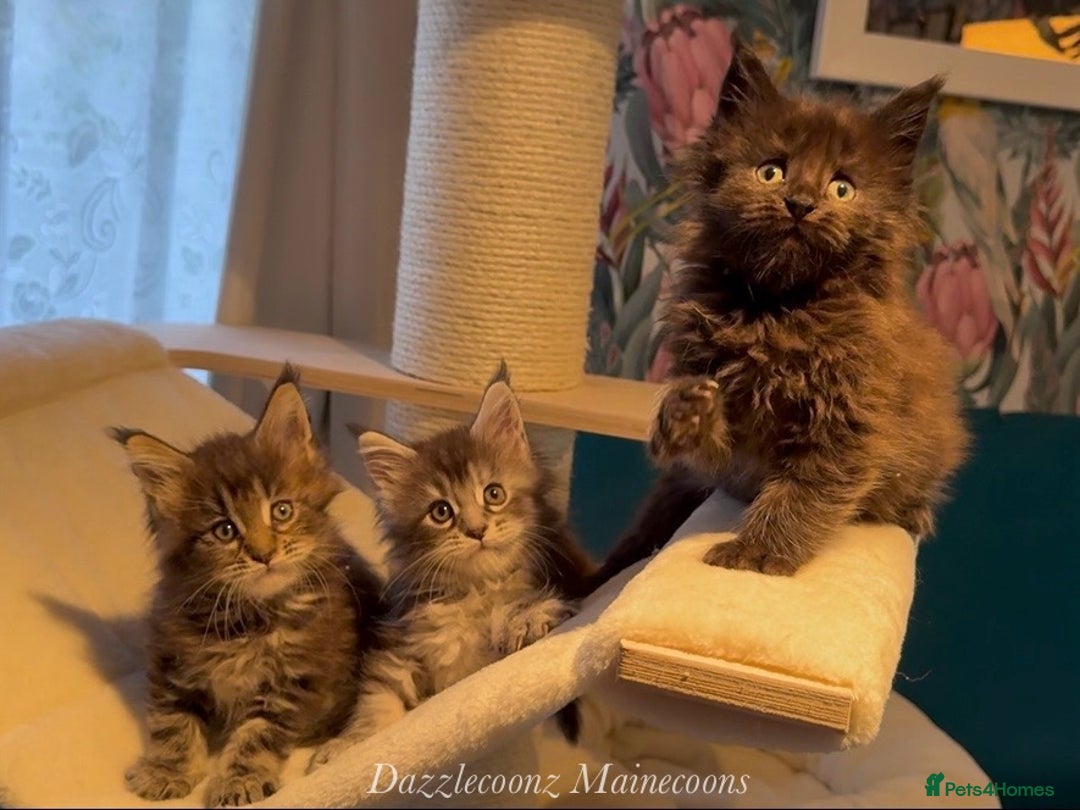 Maine Coon cats for sale: Chunky Russian Mainecoon cubs  - Image 12