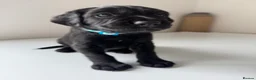 Mixed Breed dogs for sale: READY TO LEAVE NOW!  - Advert 32