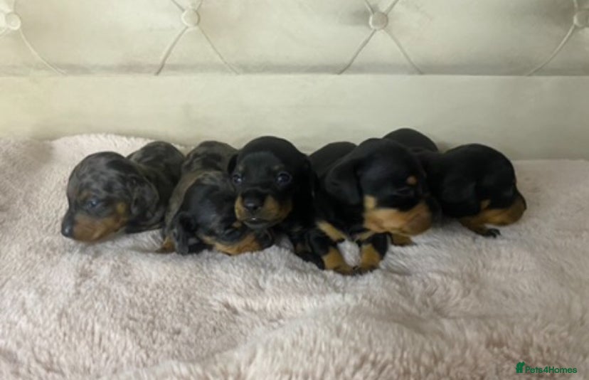 Dachshund dogs 4 Dachshund puppies for sale  - Advert 4