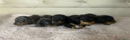 Dachshund dogs for sale: 4 Dachshund puppies for sale  - Advert 1