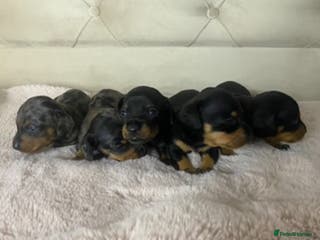 Dachshund dogs 4 Dachshund puppies for sale - Advert 9
