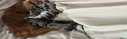 Miniature Dachshund dogs for sale: Mini long haired dachshund  in Preston - Advert 2