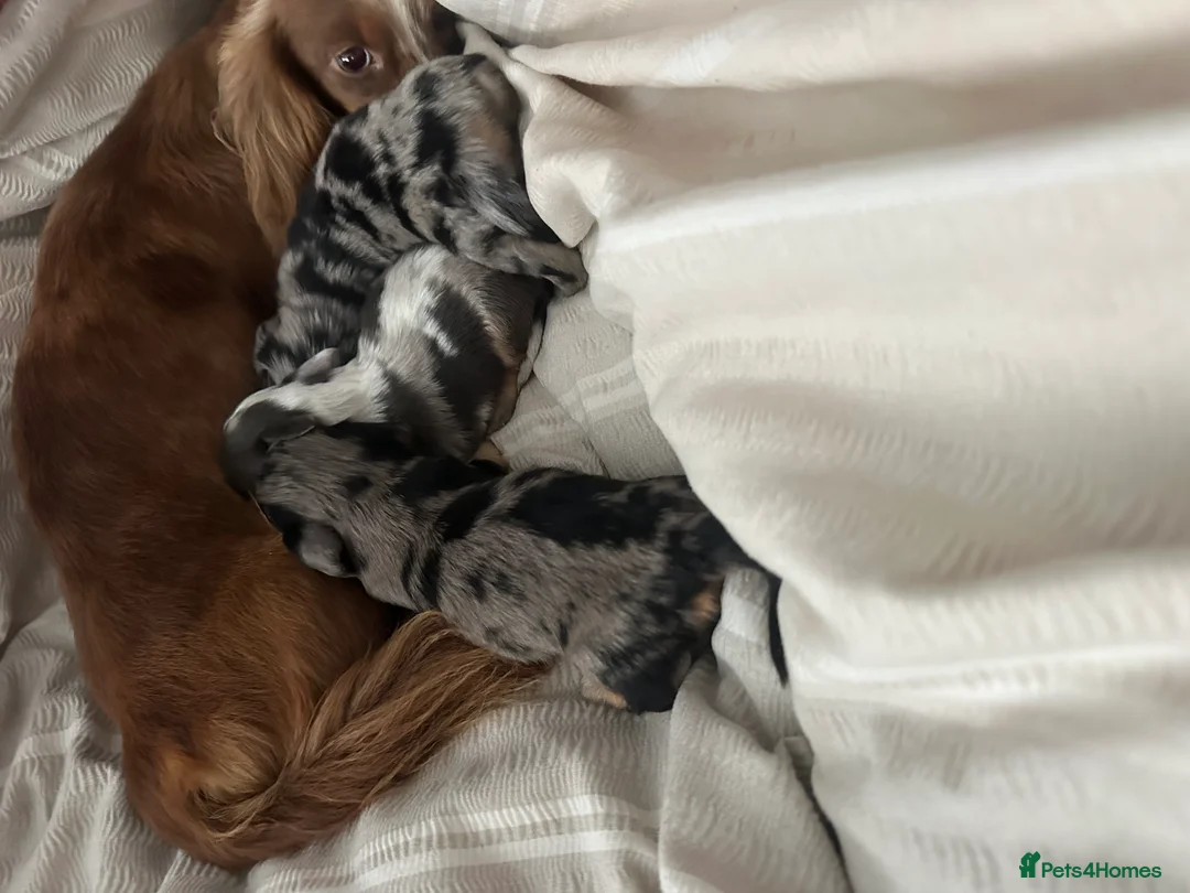Miniature Dachshund dogs for sale: Mini long haired dachshund  in Preston - Advert 2